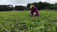Rangpur char farmers gear up for winter crop cultivation