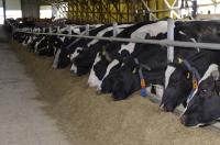 Practical management tips every SA livestock farmer must follow