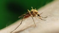 12 countries in Europe report cases of West Nile virus