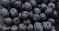 ‘No indication’ U.S. blueberry recall for death risk impacts Canada: CFIA