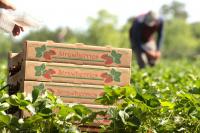 U.S. sets preliminary antidumping duties on Mexican strawberries