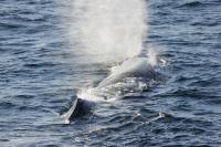 Nova Scotia Government Grants 20 Year Lease for Marine Sanctuary area at Guysborough County’s  Port Hilford Bay for Whale Sanctuary Project