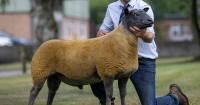 Cysgod Atlas hits 2000gns as Bleu Du Maine males strengthen