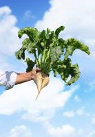 Weed pressure challenges Minnesota sugarbeet growers as harvest begins