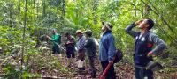 Southeast Asia is a hotspot for oak trees, many under ‘dire threat’