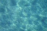 Mapping Indonesia’s seagrass quality: Blue carbon conservation