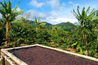 The $60 Cup: Where Coffee Connoisseurs Are Traveling Now