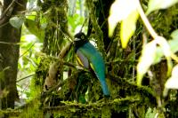 A co-op shrouded in mist and color in an Ecuadorian cloud forest