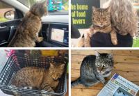 Meet Fred, the Romanian street cat who’s made himself at home in the town centre