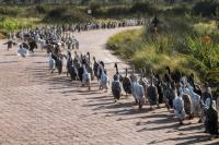 'Duck run' pest control catching on in S.Africa's winelands