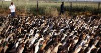 Duck brigade replaces pesticides on wine farm in South Africa