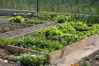 South Africa garden helps people facing homelessness grow food, income, and a path to recovery