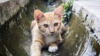 Florida Firefighters Rescue Cat After Fall From Cape Coral Bridge