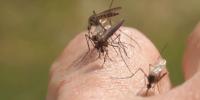 Walton County health department issues advisory after local West Nile virus case