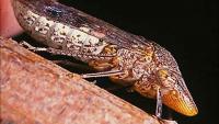 California officials warn against invasive species