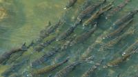 Fall-run Chinook salmon return to Olympia’s Deschutes River, viewable from 5th Ave bridge