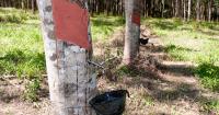 DUNLOP: Driving Sustainable Procurement for Natural Rubber