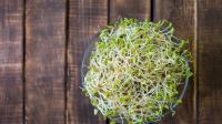 Alfala Sprouts Linked to Salmonella and E. Coli Outbreaks in Minnesota, Wisconsin