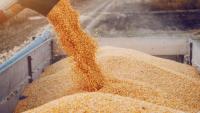 Moldova's government to recommend introducing licensing regime for imports of cereals; PM says cabinet tries to protect Moldovan producers, exporters