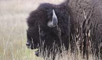 Tourists spotted getting dangerously close to bison in viral video