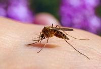 Department of Health Advisory (West Nile Virus)