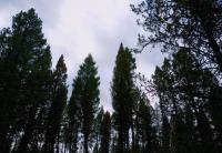 Forest Service proposes fuels-reduction project on 25,000 acres near Island Park