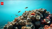 In 2019, Australia restored oyster habitat that had nearly disappeared; years later, 34 million oysters filtered 9 million litres of seawater hourly