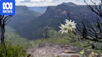 Australia has a soft spot for the amazing flannel flower