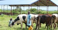 Trump lifts restrictions on 300,000 tonnes of beef imports, opening US market to African exporters