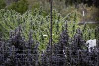 Cannabis Use Disorder Rising Among US Adults as Marijuana Use Grows: Study