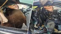 300‑pound bear breaks into car in Colorado, dies after getting trapped inside