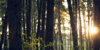 Armed person arrested after campground evacuated in North Carolina mountains