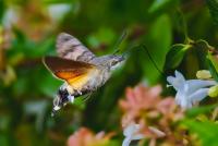 How warmer weather is changing Ireland's wildlife