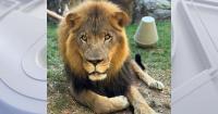 Makini, Philadelphia Zoo's African lion, euthanized after health struggles
