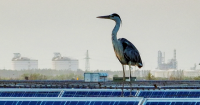 International Study Links Bird Deaths to Chinese Solar Panels