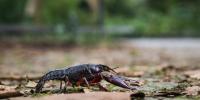 These tiny backpacks could help save threatened crayfish