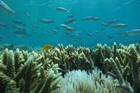 Art and science must come together for coral reef conservation, biologists argue