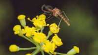 Warning for Irish holidaymakers due to spread of mosquitos carrying various diseases