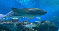 UGA researchers develop way to estimate shark age using DNA analysis