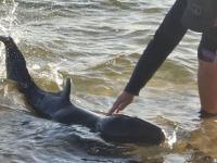 Dolphin calf dies after coming to shore
