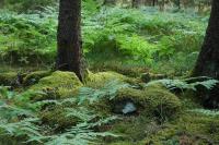 Ut i Skogen – A Photographic Journey Through the Enchanted Forests of Central Sweden