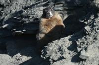 Scientists turn to OnlyFans and ‘Fat Marmot Week’ to fund research after federal cuts