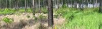 Florida Land Steward Update, August 21, 2026