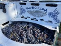 Nelson’s Italian-Canadian Society announces Wine fundraiser