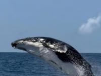 Whale watching boom triggers tourist rule-breaking warning