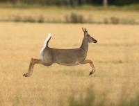 GFP receiving reports of hemorrhagic disease