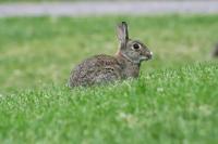 Many wild rabbits found dead in Helsinki during summer