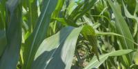 Pests, plant diseases spread west across Nebraska