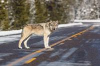 Montana Fish and Wildlife Commission takes middle ground on wolf hunting quotas
