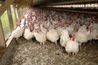 Avian flu affects 77,700 South Dakota birds, raising state’s four-year outbreak total to 8.1 million